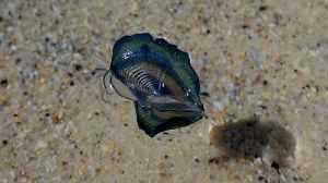 9441137849_532d76b2e7 