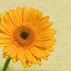 Birthday Flower Image by jinterwas