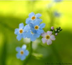 Forget-me-nots