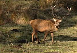images  Red Stag