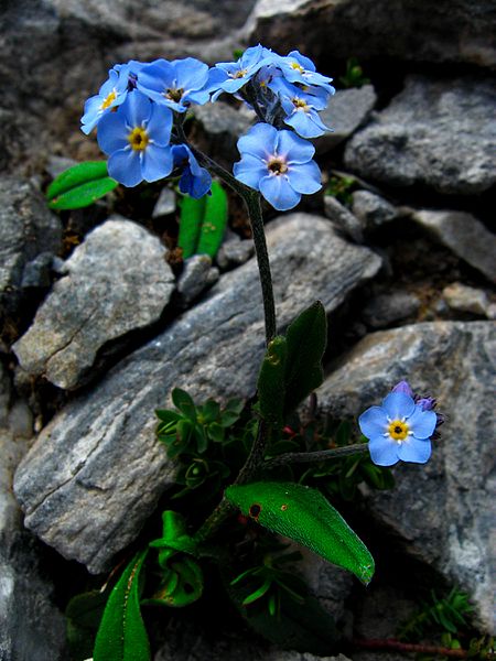 by Athanasios Benisis